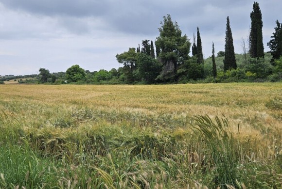 Land for sale in Chalkidiki