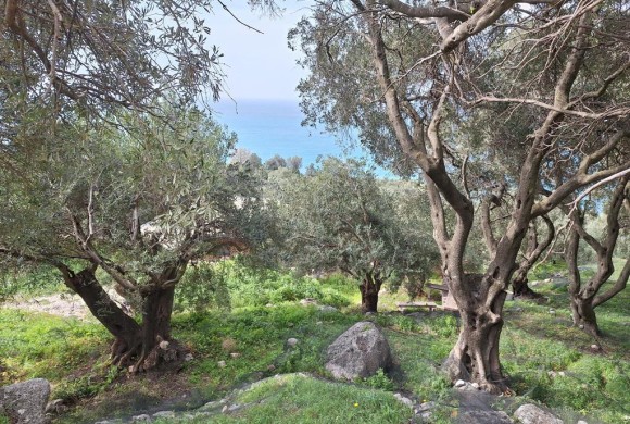 Land for sale in Corfu Prefecture