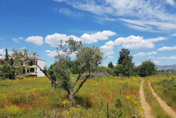 Land for sale in Chalkidiki